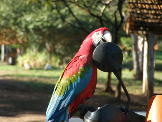 Zum Abschied bekamen wir noch Besuch von zwei Aras, denen unsere Motorräder gefielen.