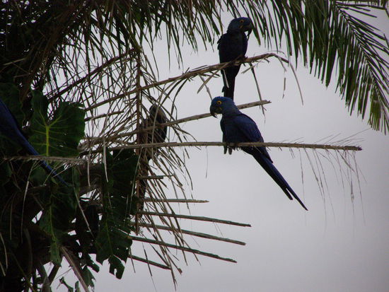 Ara's, die können ganz schön Lärm  machen.