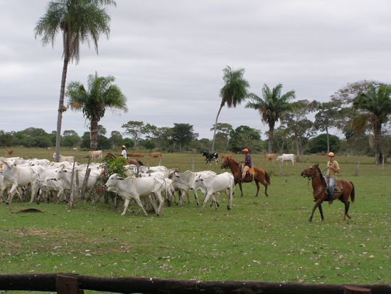 Sieht romantisch aus, ist aber harte Arbeit.