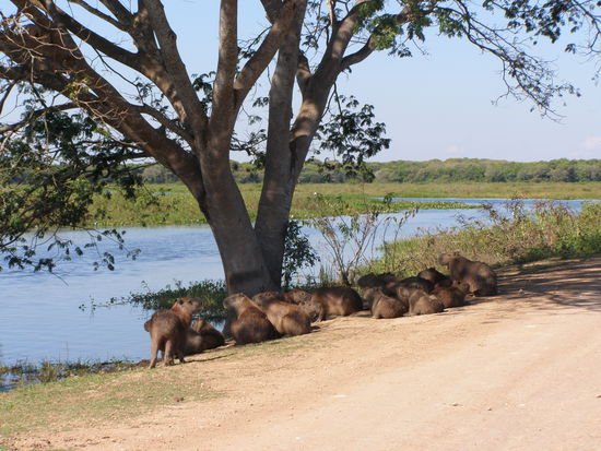 Mal ganz scheu, mal ganz furchtlos.