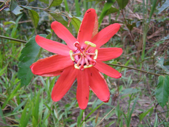 Wächst wie Unkaut am Wegrand, die Passionsblume.