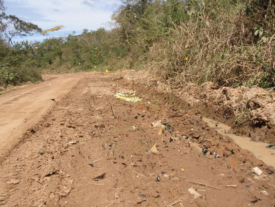 Wenn man genau hinschaut, sieht man Schmetterlinge, Schmetterlinge, Schmetterlinge.