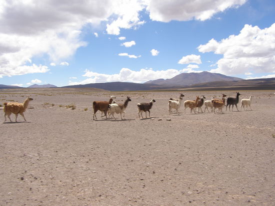 Lamas, die sahen wir oft und viel, denen macht die Kälte nichts aus. Und schecken gut.
