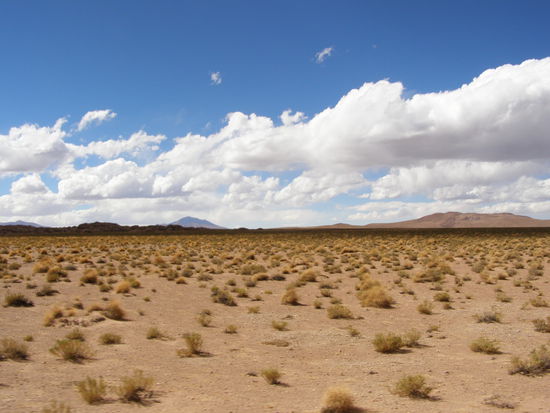 Teils ganz kahl und ab und zu wachsen trockene Gestrüppe.