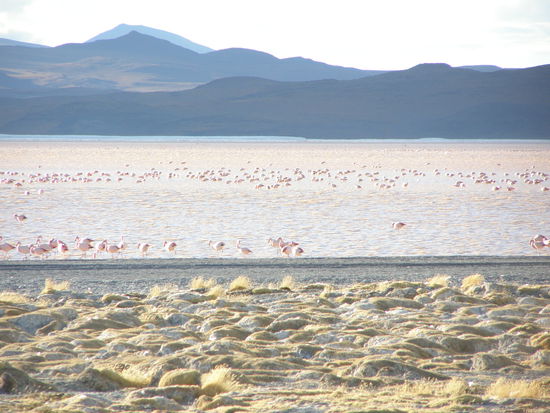 Kaum zu glauben, Flamingos !  In diesem Fall Andenflamingos.