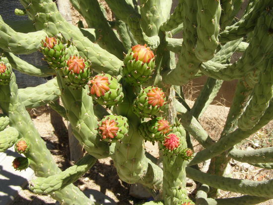 Kakteen, wunderschön und vielfältig, von groß bis klein.