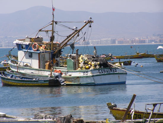 Im Hafen von Coquimbo gibt es neben den Möwen .......