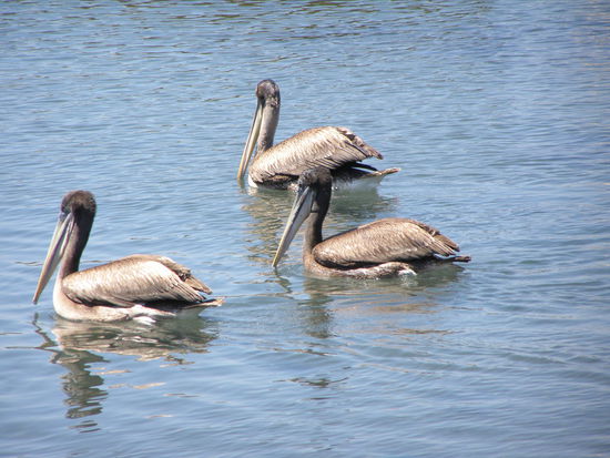 ....auch unzählige Pelikane.