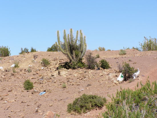 Alle Größen, Formen und teils mit Blüten.