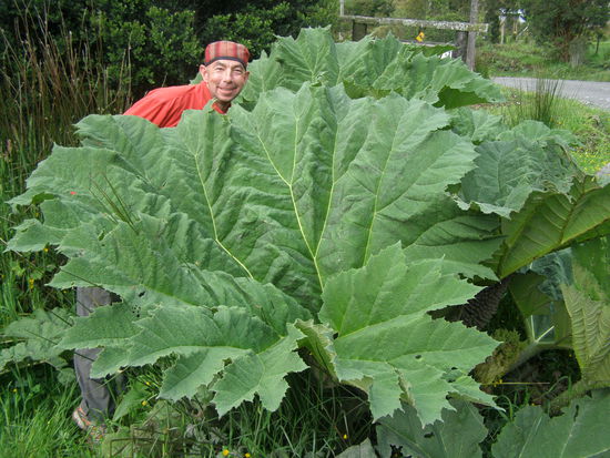 Nalcapflanzen, ist ähnlich wie unser Rhabarber nur größer und wächst überall wo es genug regnet.