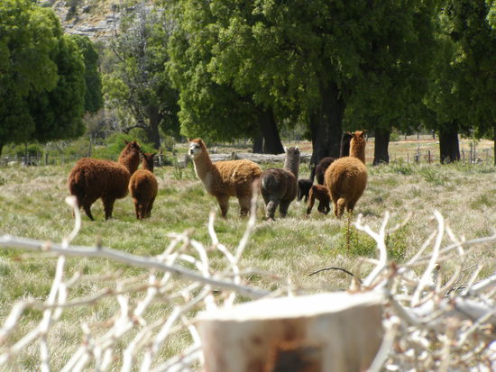 Der Blick aus unserem Zelt, und wir sahen  Alpakas mit Nachwuchs.