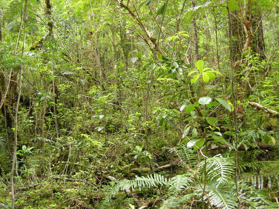 Regenwald, Urwald, wie auch immer, viel Regen bedeutet auch viel grün.