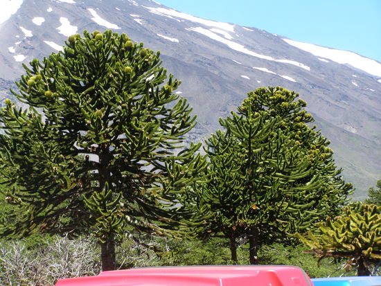 Araukarien, Bäume die es nur hier gibt.