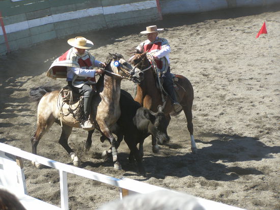 Der junge Stier wird nur mit den Pferden ohne andere Hilfsmittel in verschieden Richtungen getrieben und zum Stehen gebracht.