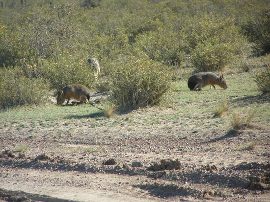 Typische Pampabewohner, nette große Nagetiere........