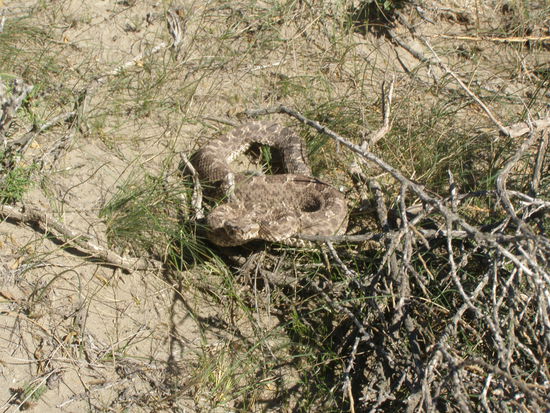 ......kleiner, dafür versteckter.......