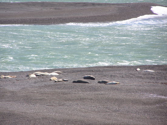 .....Seeelefanten, die einzigen Kolonien, welche es in Südamerika gibt.