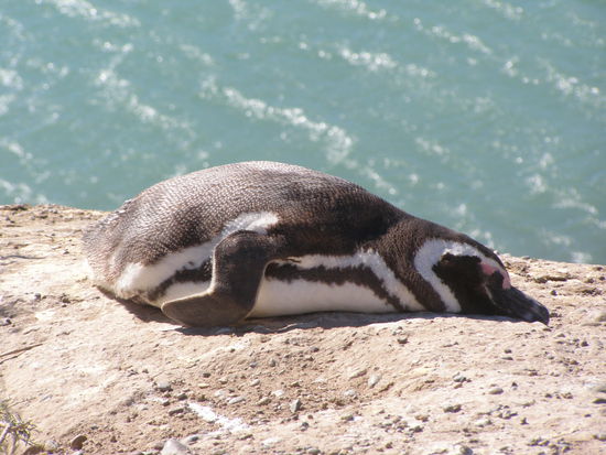 So ein Pinguinleben ist schon anstrengend.