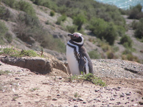 Mal sehen was die Touristen wollen.