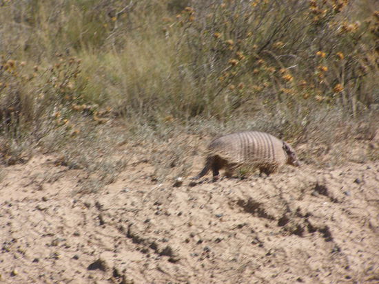 Das Gürteltier denkt "Bloß schnell weg."