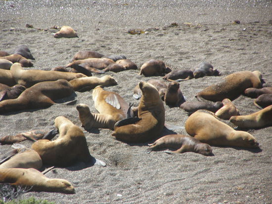 ..... Mamas mit ihren Kleinen.