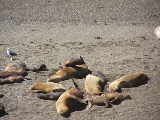 Nach dem Fressen muß man ruhen, nur nicht zu viel Action.