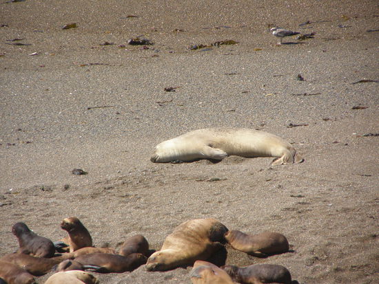 Die Machos sind ein gutes Stück größer.