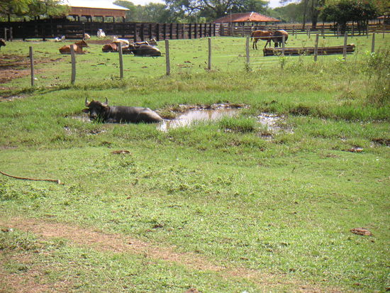 Damit man weiß, warum das Tier Wasserbüffel heißt.