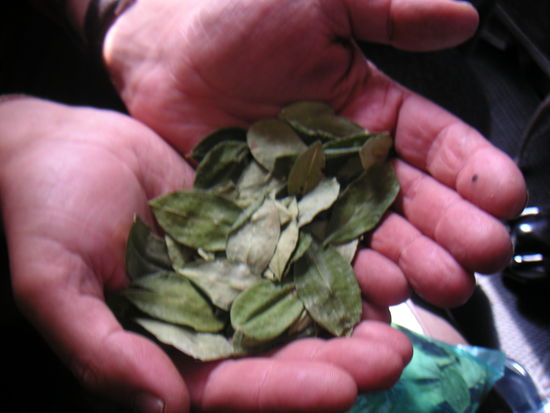 Kokablätter, auf jedem Markt zu bekommen und als Tee ein prima Mittel gegen die Höhenkrankheit.