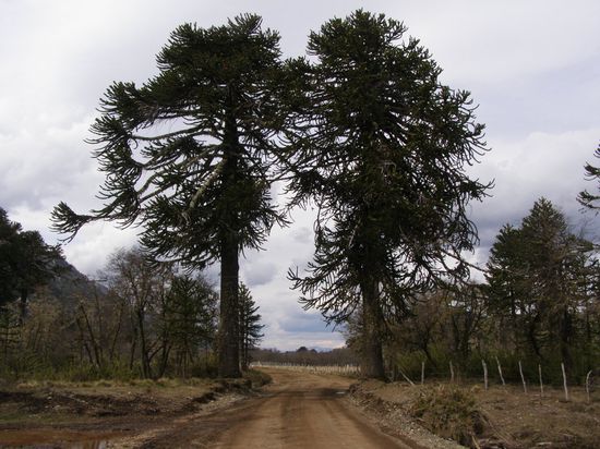 Araukarien, die gibts nur hier in der Ecke, diese Piste fuehrt zur Grenzstation.