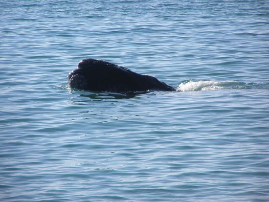 ...nur den Kopf auf getaucht........