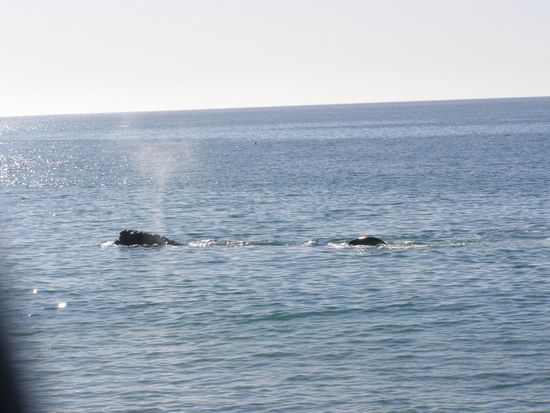 ......blasend, wie man Wale sich eben so vorstellt.