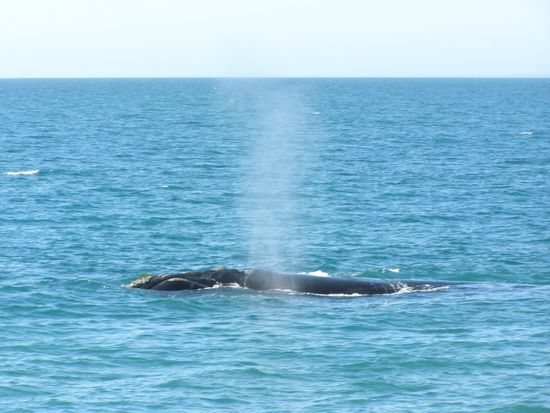 Fast nicht vorstellbar, das diese Tiere 12 bis 17 m lang sind und dann so leicht dahin schwimmen.