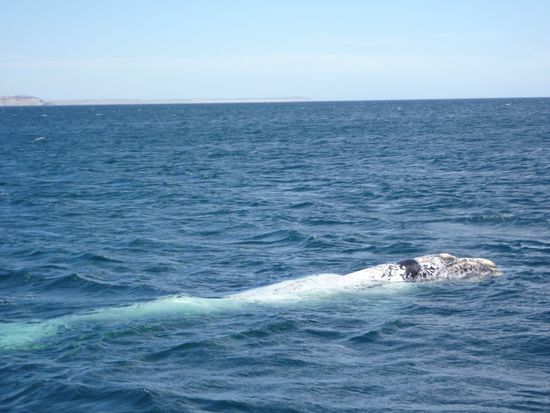 Ein weises Jungtier, sehr selten, aber wir hatten viel Glueck.