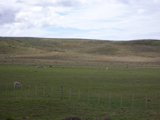 Schafe, Schafe, so weit das Auge reicht.