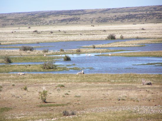 Noch mehr Schafe, auch Flamingos gibt es hier.