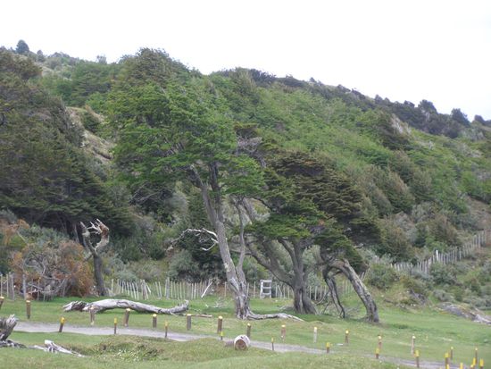 Der Wind geht hier immer so heftig, das die Bäume sich angepasst haben.