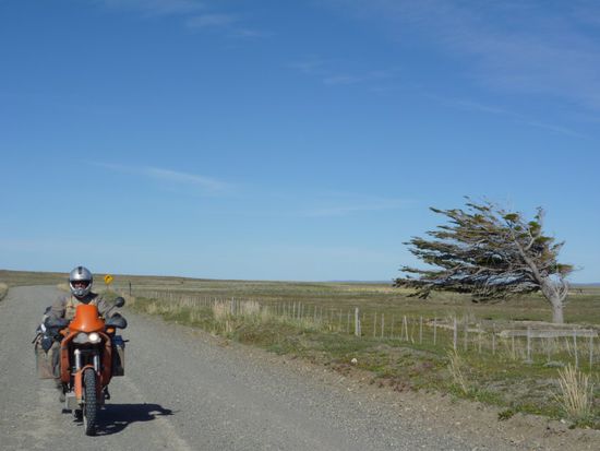So gar die Bäume passen sich dem Wind an.