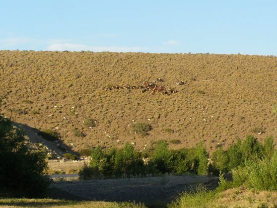 Gauchos treiben die Kuehe zum Fluss.