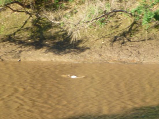 Das ist ein Flußdelfin, aber die ließen sich einfach nicht fotografieren, die schienen Spaß daran zu haben und etwas zu ärgern. Und waren einfach zu schnell.