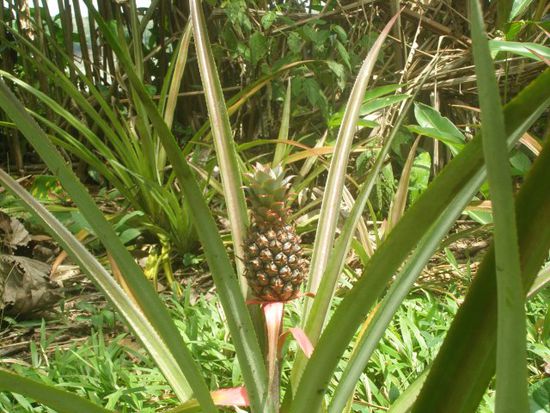 Frischer bekommt man eine Ananas nirgends.