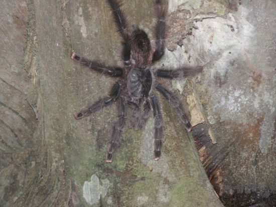 Ein nettes und nuetzliches "Haustier", so eine "kleine" Tarantel. (handtellergross)