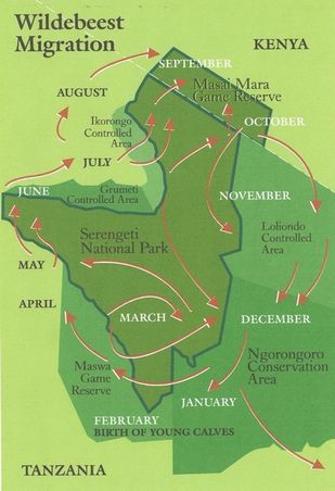 Serengeti Tierwanderung, die sich jedes Jahr widerholt.