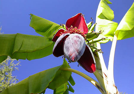 Bananenstaude in der Blüte