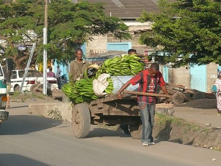 Grüne Bananen auf dem weg zum Markt