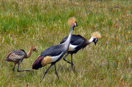 Kraniche picken Käfer aus dem Gras