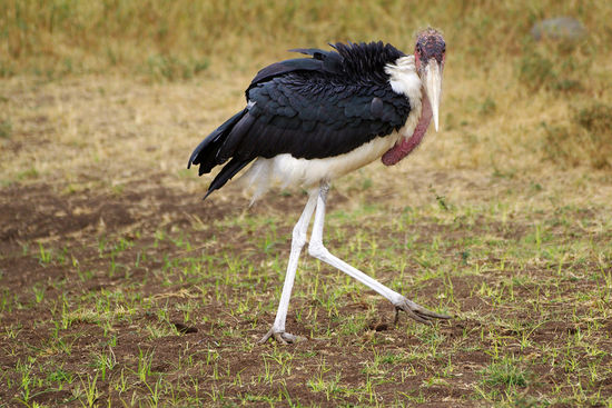 Ein Marabu auf dem Weg