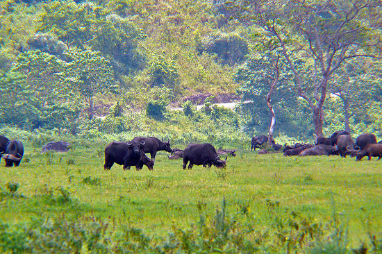 Büffelherde beim grasen
