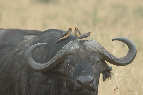 Diese Vögel picken das Ungeziefer aus dem Fell, das gefällt dem Büffel