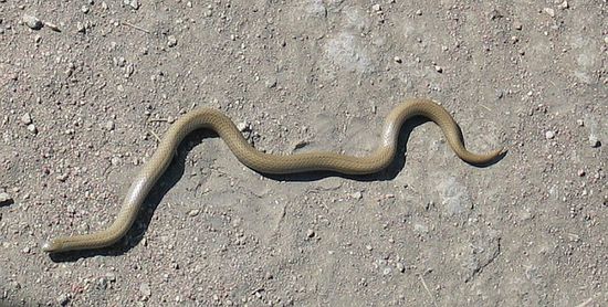 Eine Schlange mitten auf der Piste